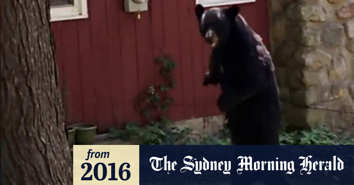 Video Pedals the bear killed?